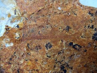 Large Lycoptera Multi Fish Fossil - 70810 3