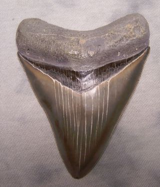 Megalodon Shark Tooth Sharp 3 5/8 " Real Fossil Sharks Teeth No Restorations