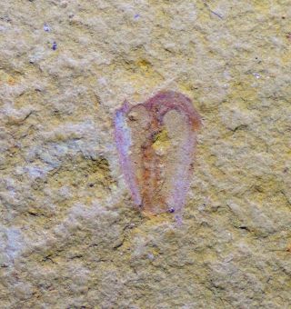 Rare Primicaris Marrellamorph Arthropod Early Cambrian Chengjiang Biota