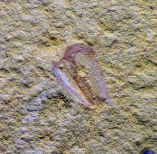 RARE Primicaris Marrellamorph Arthropod Early Cambrian Chengjiang Biota 2