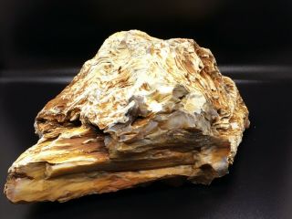 Boulder,  Colorado Gold Agate Petrified Wood W/ Tree Rings – Top Grade 10.  05 Lbs