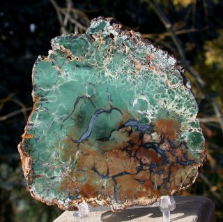 Sis: Rich Green & Gold African Petrified Wood Round Filled With Blue Agate