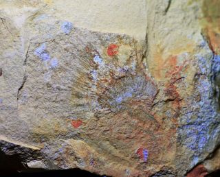 Rare Choiaella Sp Sponge Fossil,  Early Cambrian Chengjiang Biota,  Outcrop
