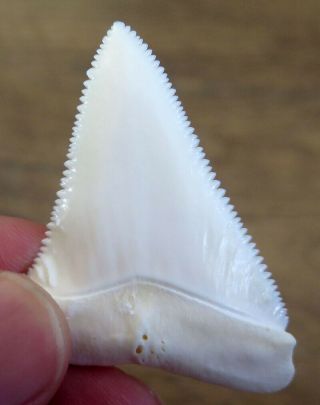 2.  152 " Upper Nature Modern Great White Shark Tooth (teeth)