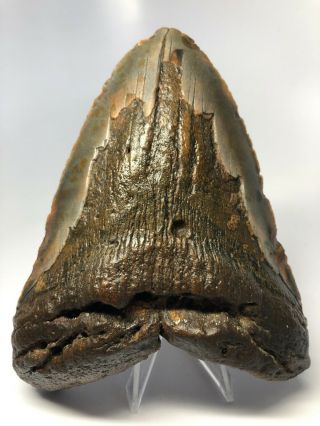 Huge 5.  74” Megalodon Fossil Shark Tooth Rare Big 3515