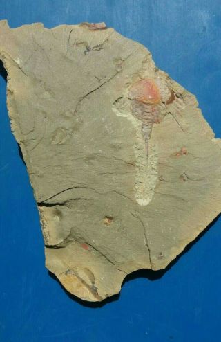 Museum Quality,  Rare Xiphosura horseshoe crab.  Lower Ordovician Morocco Fezouata 2