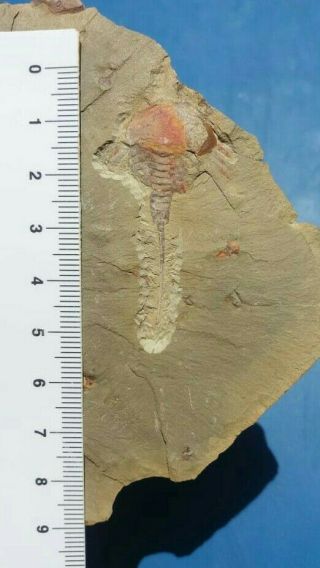 Museum Quality,  Rare Xiphosura horseshoe crab.  Lower Ordovician Morocco Fezouata 3