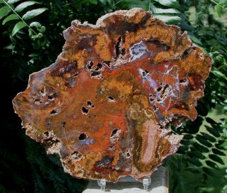 Sis: Unusual Red & Gold Hubbard Basin Petrified Wood Slab