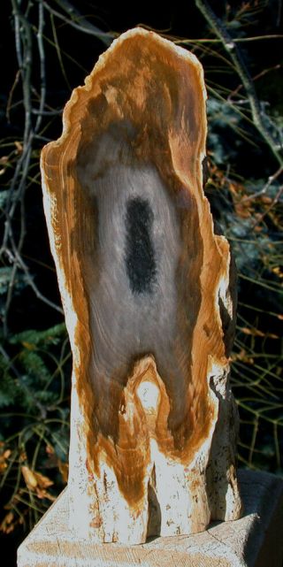 Sis: 7 " Petrified Oregon Driftwood Specimen - Sequoia Gem Flame