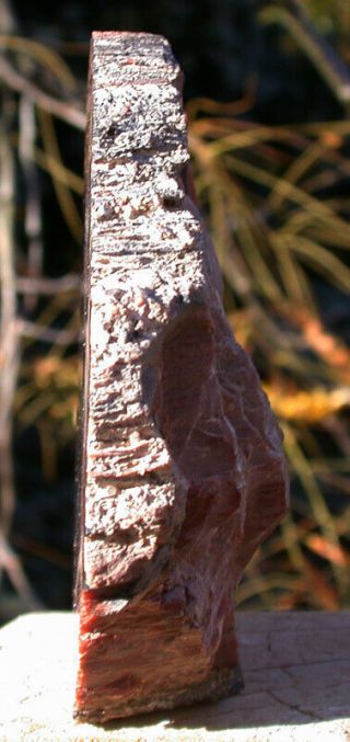 SiS: SPECTACULAR Smaller Arizona RAINBOW Petrified Wood Conifer Round 2