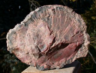 SiS: SPECTACULAR Smaller Arizona RAINBOW Petrified Wood Conifer Round 3