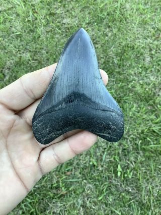 Killer Serrated 3.  83” Megalodon Shark Tooth 100 Natural - No Restoration.