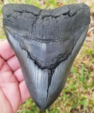 Very Serrated 5.  50 ",  Megalodon Tooth.  Absolutely No Restoration