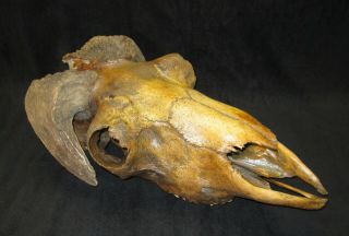 Skull Of A Musk Ox Fossil Pleistocene Ice Age From Siberia Museum Quality