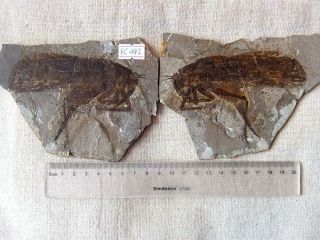 Big Katydid Tettigonidae Insect Fossil,  Daohugou,  Inner Mongolia - 71200