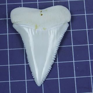 2.  094 inch Modern Great White Shark Tooth Megalodon Sharks Movie Fan BT106 3