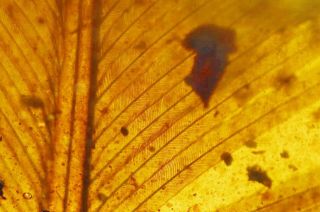 Feather In Burmese Amber Insect Fossil Burmite Myanmar Lost Money To Sell