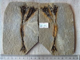 Plant Fossil,  The Jehol Biota,  Liaoxi 71306