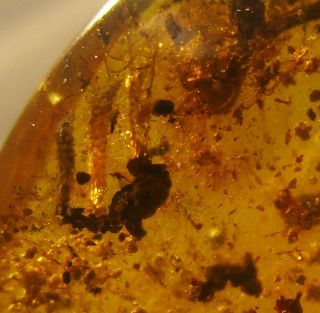 Reptile Fingers & Skin.  3 Flowers & Many Other Inclusions.  Fossil Burmese Amber.