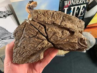 Large Triceratops Frill (6.  88 Inches) 04 - Hell Creek,  Dinosaur Bone Fossil