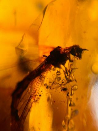 Neuroptera Myrmeleontidae larva Burmite Myanmar Amber insect fossil dinosaur age 3