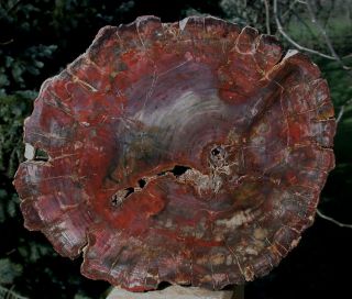 Sis: Brilliant Dark Red Log End Madagascar Petrified Wood Round - My Latest Work