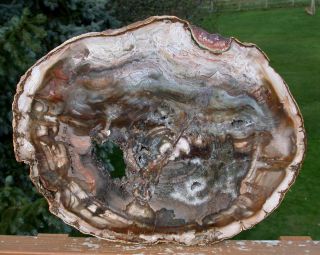 Sis: Exquisite Color 12 " Madagascar Petrified Wood Round - Crystal,  Green & More