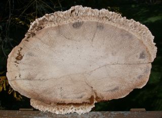 Sis: Big 14 " Texas Petrified Palm Wood Round - Very Detailed Fossil Slab