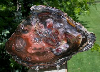 Sis: Rare Chinese Conifer Petrified Wood Round 7 " Rich Colors & Grain