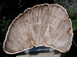 Sis: Burmese Petrified Wood Slab From Myanmar - Tropical Fossil Wood