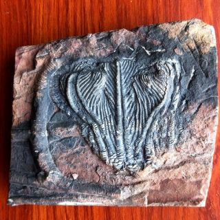 Traumatocrinus Guanlingensis Crinoids Sea Lily Fossil - 70917