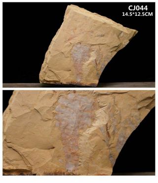 Eoredlichia Intermedia Trilobite And Plant Fossil From Chengjiang - 71084