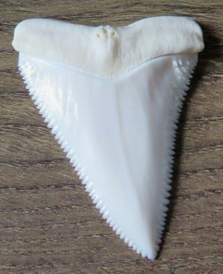 2.  120 " Upper Nature Modern Great White Shark Tooth (teeth)