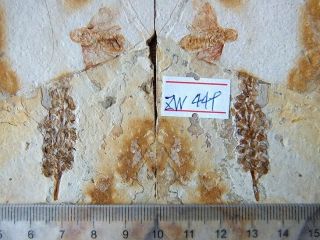 Ear Of Archaeofructus Liaoningensis & Insect Fossil,  Jehol Biota,  Liaoxi - 71284