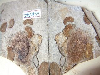 Rare Flower Plant Fossil,  The Jehol Biota,  Liaoxi 71307