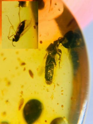 Unique Rove Beetle&fly Burmite Myanmar Burmese Amber Insect Fossil Dinosaur Age