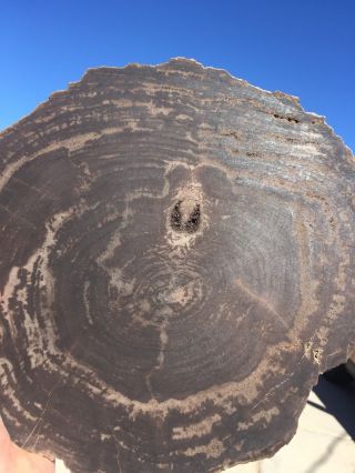 Round Petrified Wood Slab From Whole Log Utah,  Trivet Or Home Decor.  5 " Thick