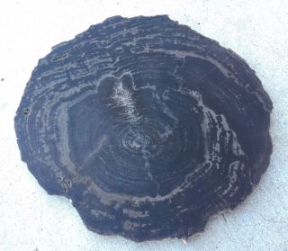 Round Petrified Wood Slab from Whole Log Utah,  Trivet or Home Decor.  5 