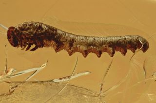 Great Caterpillar Moth Lepidoptera Fossil Baltic Amber,  Hq Pic 191029