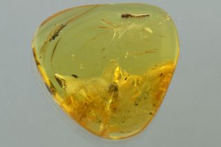Great CATERPILLAR Moth LEPIDOPTERA Fossil BALTIC AMBER,  HQ Pic 191029 2