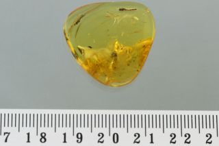 Great CATERPILLAR Moth LEPIDOPTERA Fossil BALTIC AMBER,  HQ Pic 191029 3