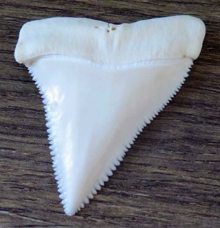 2.  308 " Upper Nature Modern Great White Shark Tooth (teeth)