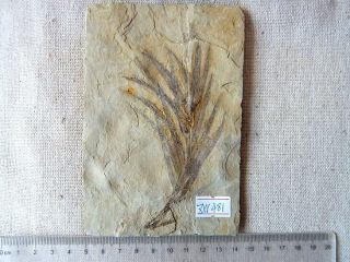 Liaoningocladus Boii Plant Fossil,  The Jehol Biota,  Liaoxi - 71287