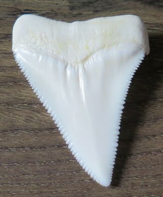 2.  070 " Upper Nature Modern Great White Shark Tooth (teeth)