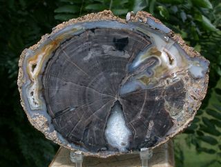 Sis: Visually Perfect Blue Forest Petrified Wood - My Best