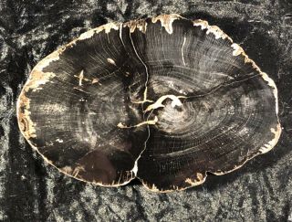 Polished Petrified Wood Sycamore Post,  Oregon 6.  5”x4.  5” Eocene / Clarno Fm.