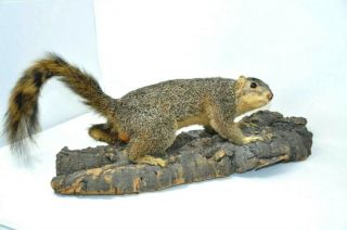Fox Squirrel Full Mount Taxidermy Wall Or Table Vintage