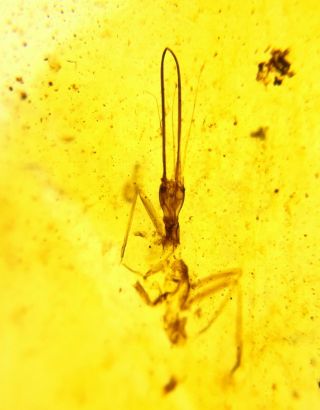 Rare Neuroptera Osmylidae Larva Burmite Myanmar Amber Insect Fossil Dinosaur Age