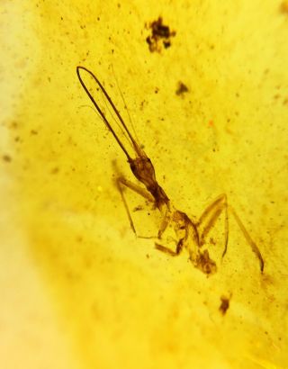 Rare Neuroptera Osmylidae larva Burmite Myanmar Amber insect fossil dinosaur age 2