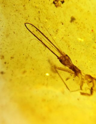 Rare Neuroptera Osmylidae larva Burmite Myanmar Amber insect fossil dinosaur age 3